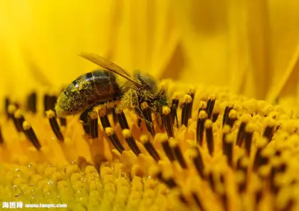 natural and pure ELA HONEY