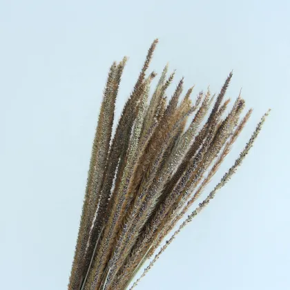 Wholesale Colourful Kirin Grass for Wedding and Home Decoration