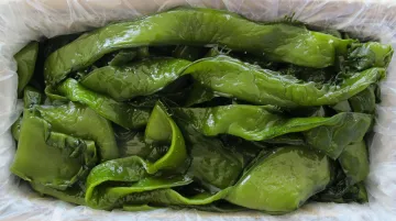 Seaweed Raw Low-calorie Wakame