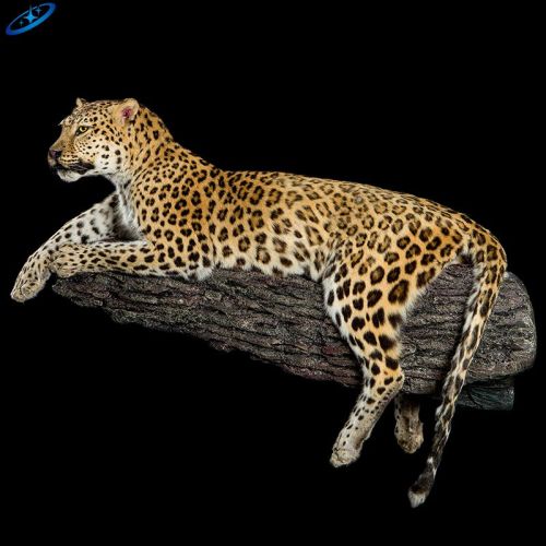 Model Animatronic Leopards Dijual