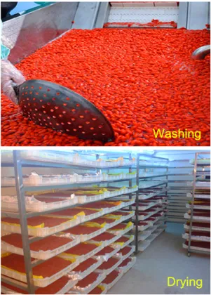 Ningxia origin Goji Berry