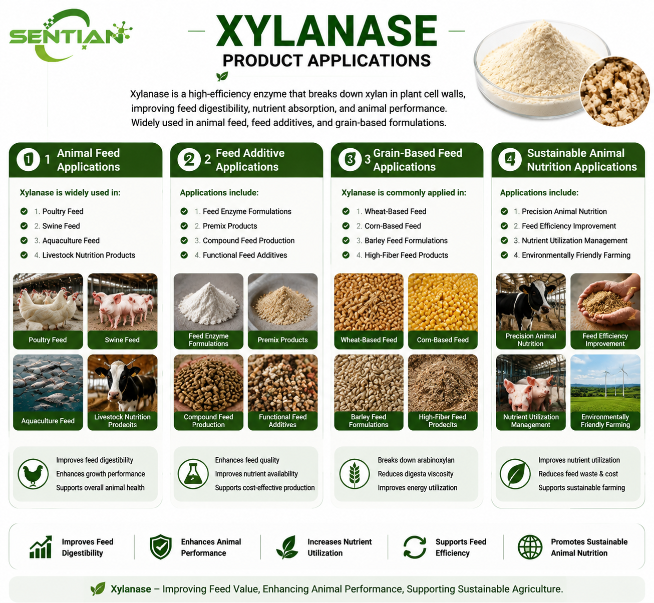 Xylanase（2）
