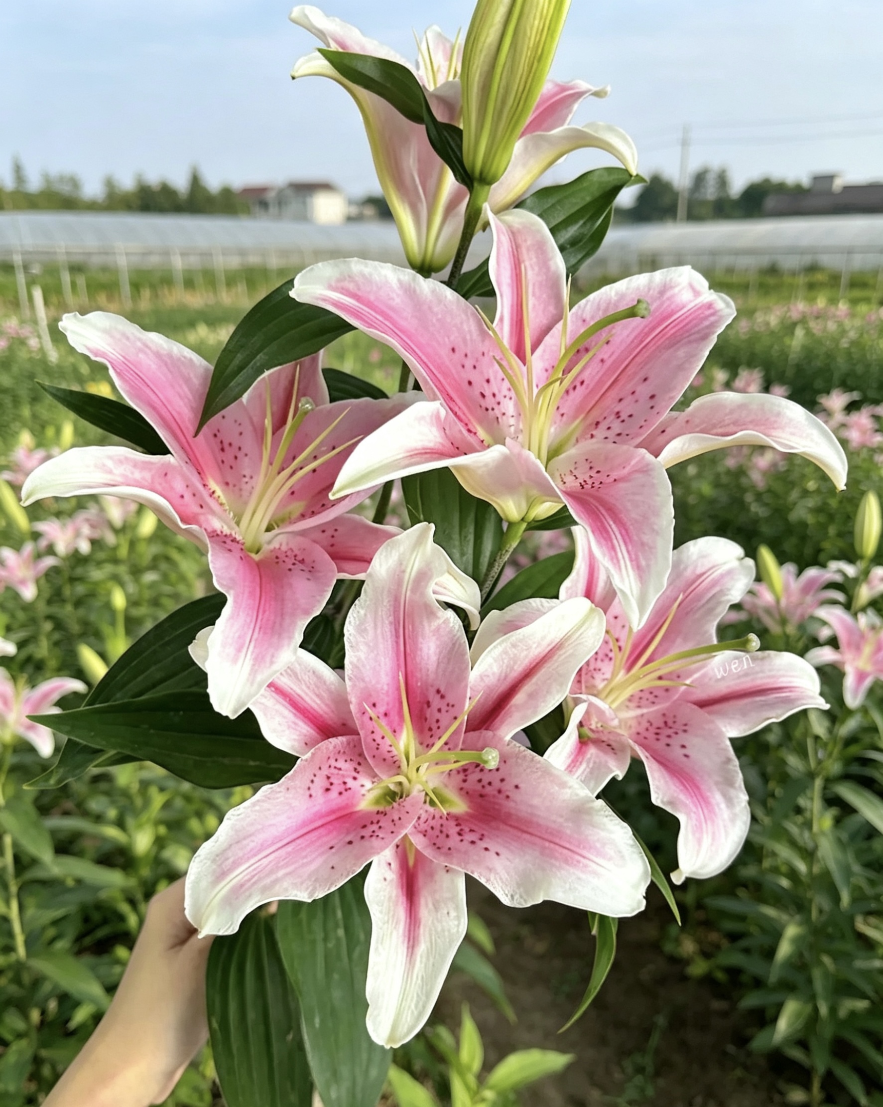 Sorbonne Lily