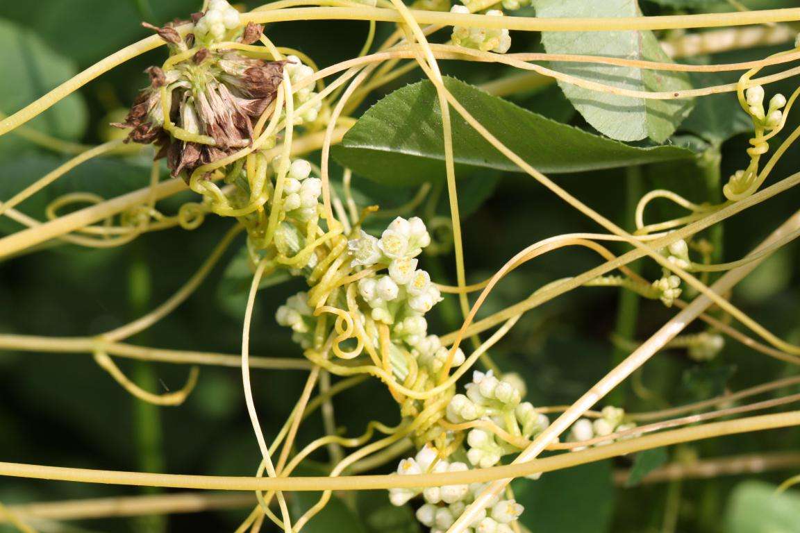 dodder seed benefit