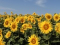 supplying raw high quality natural organic sunflower honey