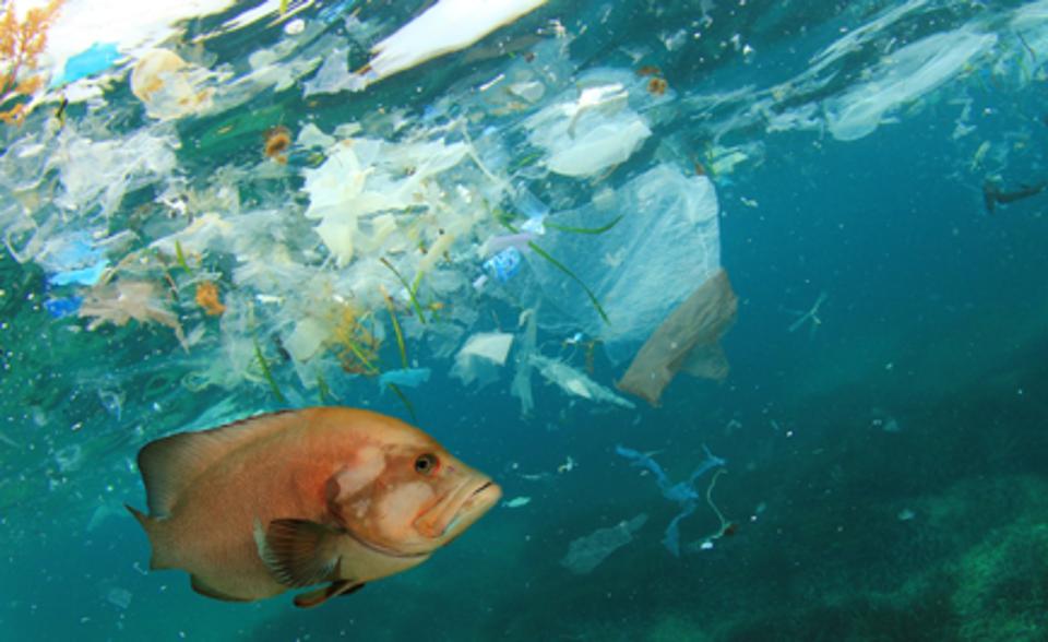 plastic pollution