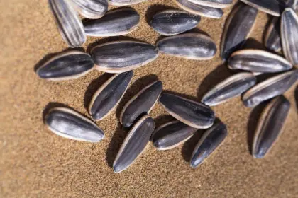 RONG DA SUNFLOWER SEED 361