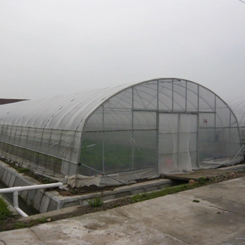 Single Span Tunnel Film Greenhouse China Manufacturer