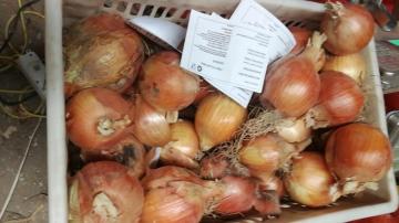 Yellow onions to Indonesia