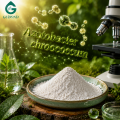 Azotobacter Chroococcum مسحوق النيتروجين تثبيت البكتيريا