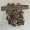 Hochwertige IQF -Baby -Muscheln mit Muschel