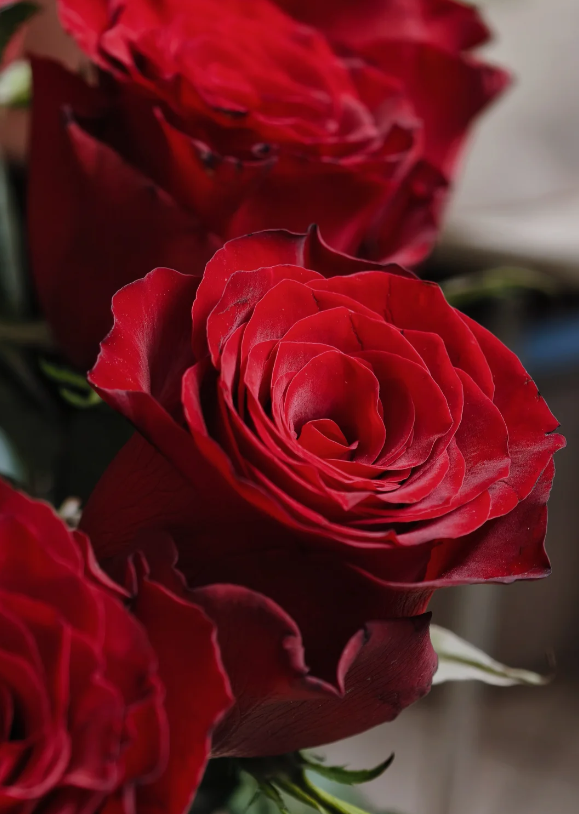 Red Rose