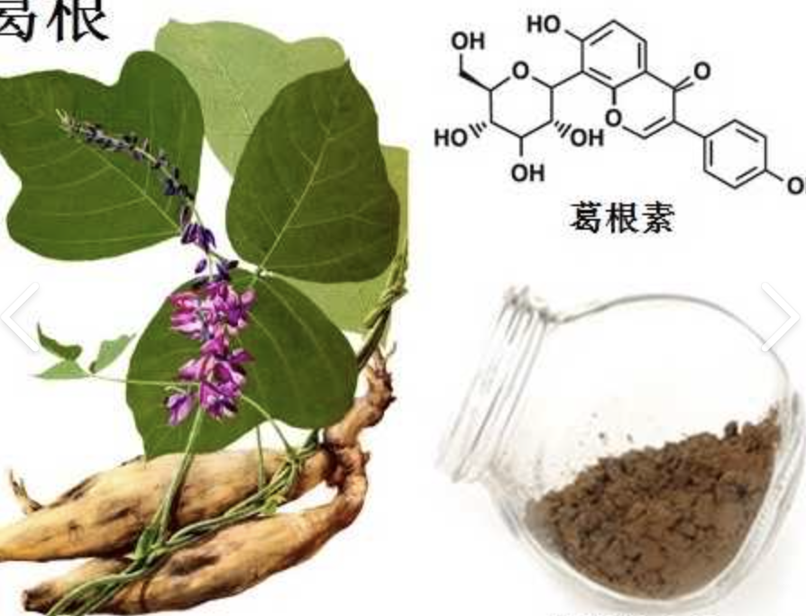 Kudzu Root Extract Supplier