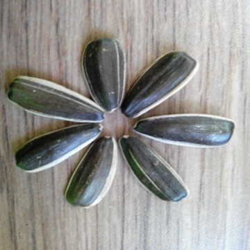 High Quality Sunflower Seeds 2015 crop