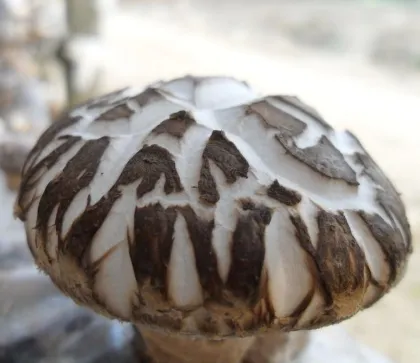 Fresh Cultivated King Flower Shiitake Mushroom