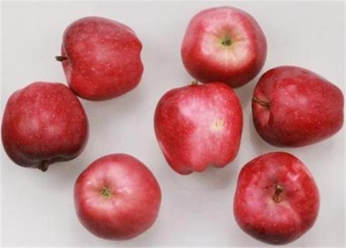 Heerlijk vers fruit Red Star Apple