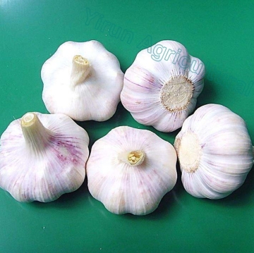 Normal White Garlics of 2018 Crops