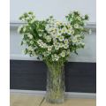 মিনি স্প্রে সাদা ক্রাইস্যান্থেমাম