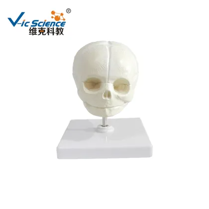 Life Size The model of fetus skull