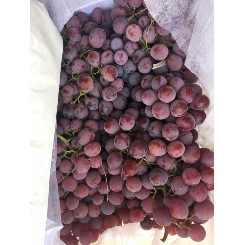 Qualidade Padrão de Exportação de Uvas Vermelhas Frescas