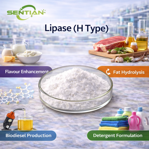 Food Grade Lipase Enzyme Powder