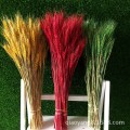 Factory direct sales of natural wheat fields dried flower dried wheat barley plant art film props live flowers 100 pieces/pack