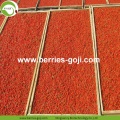 공장 공급 과일 건강한 품종 Goji Berry