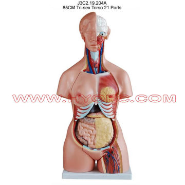 85CM Tri-sex Torso 21 Parts-J3C2.19.204A