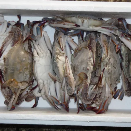 2018 lIVE FRESH AND FROZEN CHINESE KING CRAB