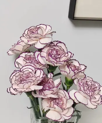 Single-headed carnation Purple elf