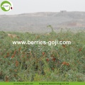 Factory Supply Fruits Κορυφαία ποιότητα διατροφής Goji Berry