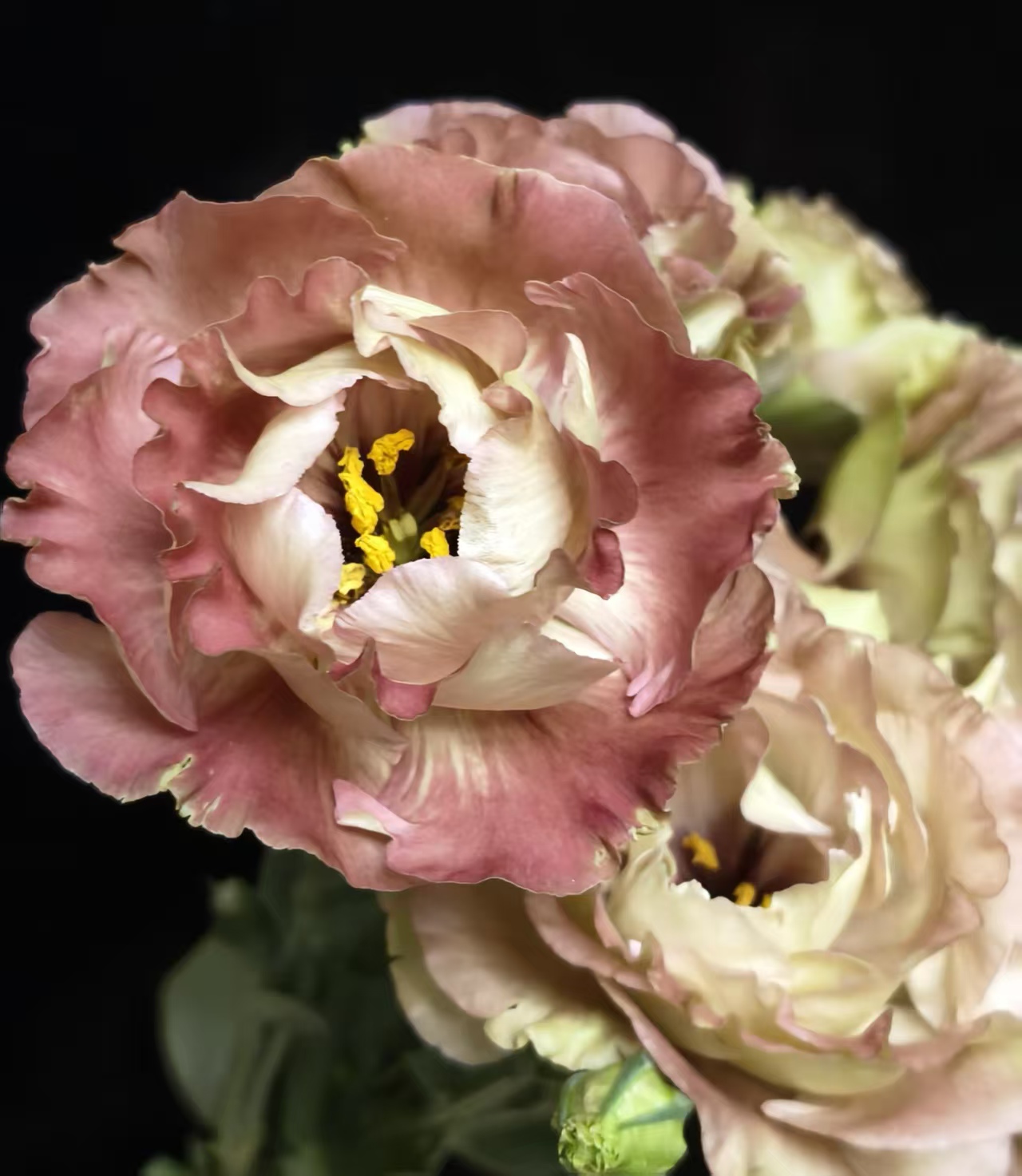 Brown Lisianthus