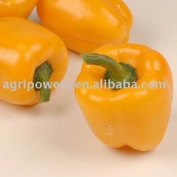 SP323 vegetable seed