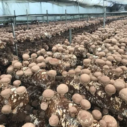 shiitake mushroom spawn  mushroom cultivation