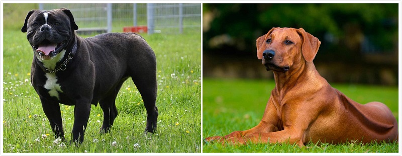 hunting dog hunting dog