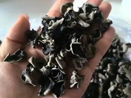 Black Bagged Wood Ear Fungus