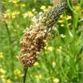 Polvo de cáscara de semilla de psyllium 99% Material de saciedad