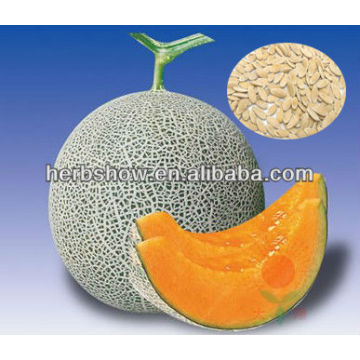 Hybrid F1 Melon Seeds For Growing