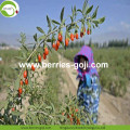 Factory Supply Fruit Bulk Dry Goji Berry