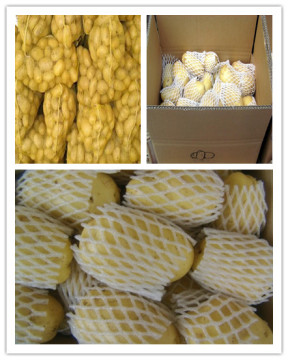 Fresh China Potatoes