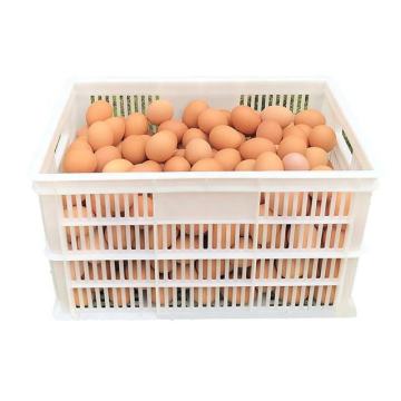 Plastic Vegetable Egg Transport Basket Crate