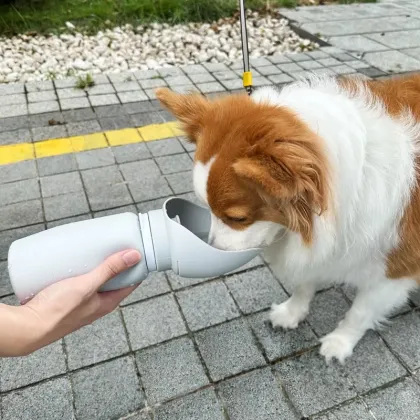 dog water bottle & bowl