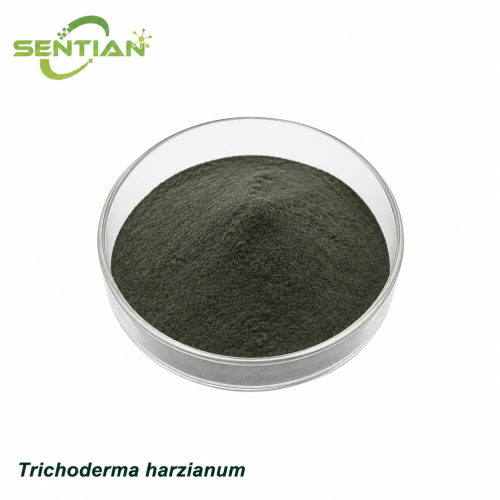 Trichoderma harzianum Biological Fungicide for Soil Disease