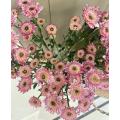 Abe গোলাপী স্প্রে chrysanthemum