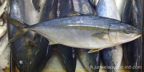 poisson à queue jaune congelé à vendre