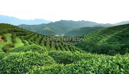 factory wholesales premium high quality long jing