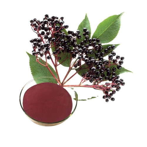 High Quality Black Elderberry Extract Polyphenols 1%