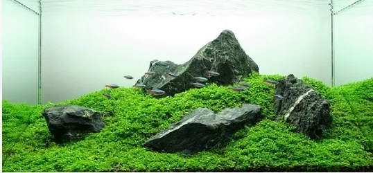 nature stone for aquarium