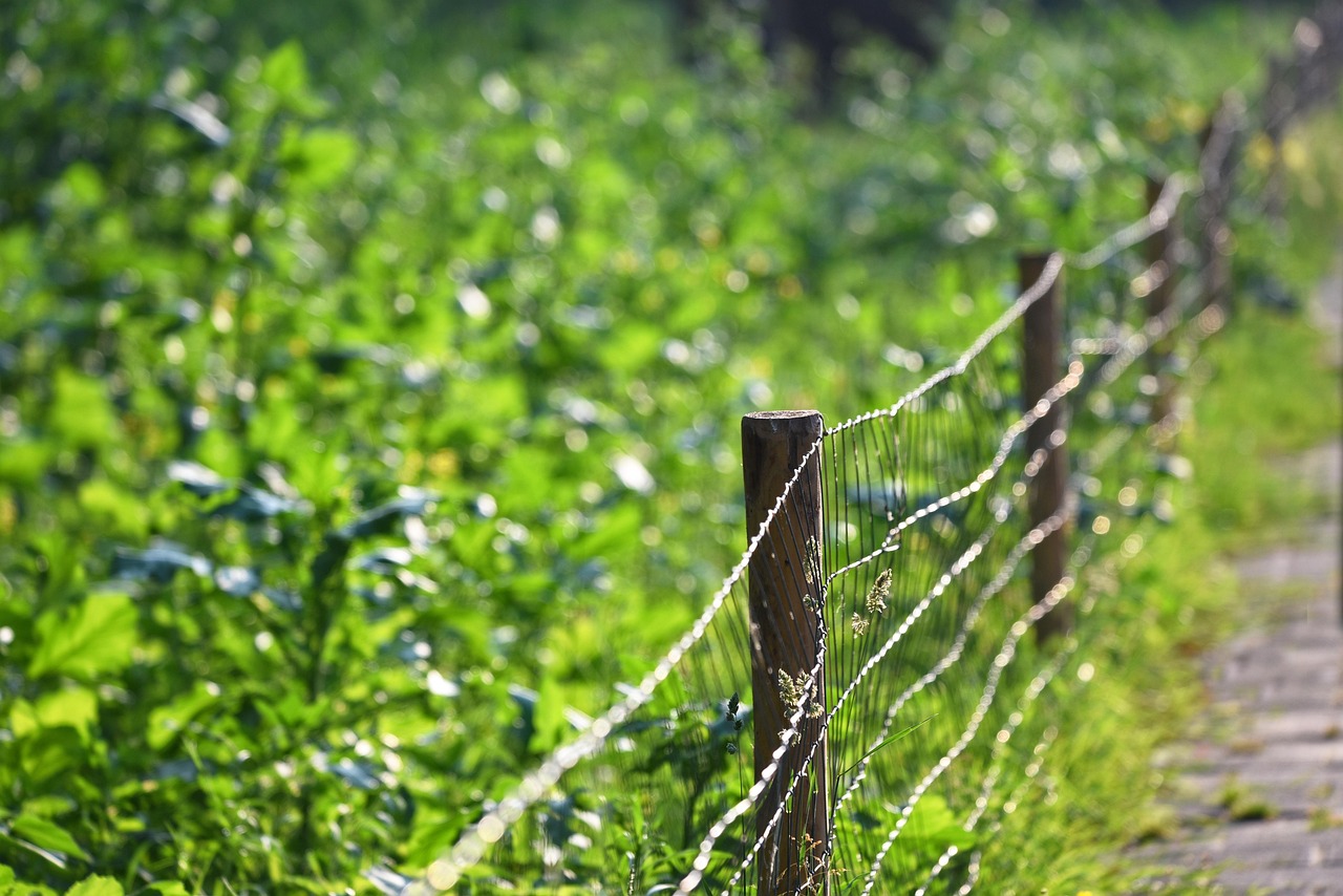 Cattle fence2
