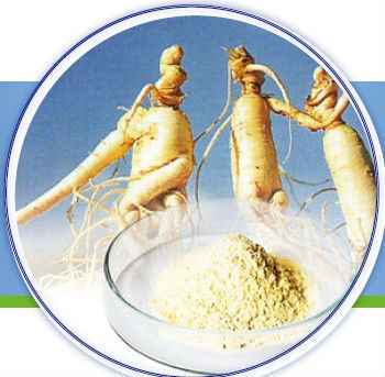 panax ginseng root extract ginsenosides